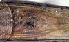 CollectionObject 1516885; ce06ddf3-2464-434d-879f-77e8364e96dd: male stridulatory area (holotype). (CollectionObject).