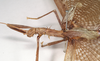 CollectionObject 1560490; faf21d13-87ac-4b01-993a-d203a4851e5e: copyright Natural History Museum, London. female: head and thorax, lateral view (holotype). (CollectionObject).