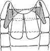 Abdomen, sternal apodemes, ventral view on Empoasca (Empoasca) cirsia Cunningham & Ross, 1965: Sternal apodemes. (Observation).