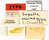 CollectionObject 1587622; MNHN(SF IMPORT DUPLICATE) MNHN-EP-EP1463, 3e6962f4-db37-4a6e-86f9-f2003f8917f3: CC BY-NC-ND 4.0/MNHN - Depraetere Marion - 2014. Type, male, of Supella vicina Chopard, 1958. Specimen number: MNHN-EP-EP1463. http://coldb.mnhn.fr/catalognumber/mnhn/ep/ep1463. (CollectionObject).