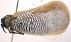 Habitus, lateral view: !! display not done !! on Doriana conspersa (Walker, 1858): (Observation).
