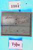 CollectionObject 1500168; 3b171173-ff6a-4c20-b9f9-6856ef12bd45, MfN 1104: labels (holotype). (CollectionObject).