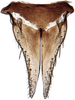 Subgenital plate: Hecalus hamiltoni, subgenital plates and valve, ventrally (INHS). (Observation).
