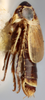 Habitus, lateral view: !! display not done !! on Bobacella ornata Emeljanov, 1962 now Bobacella corvina (Horváth, 1903): holotype. (Observation).