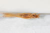CollectionObject 1534181; de615154-af35-4605-848c-5b35b224c046: Male, ventral view (syntype). (CollectionObject).