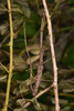 copyright Paul D. Brock. mating pair of Onchestus gorgus [type species], Mt Warning, SE Queensland, 14 February 2017. Depicts Onchestus Stål, 1877, an Otu.