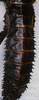 CollectionObject 1558737; 9c07d409-4c4e-468c-a504-e945f42ff11d: copyright ZMAN [Amsterdam]. female, close-up of abdominal segments (holotype). (CollectionObject).