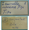 CollectionObject 1542795; 430ff9a0-43af-4df9-b3ad-94d4b02f93a5: labels (holotype of Zenirella acreana). (CollectionObject).