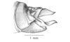 Salvadoracris nigritus Matiotti da Costa & Silva Carvalho, 2006: Fig. 1E. female abdomen tip, lateral view. (Otu).