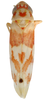 Habitus, dorsal view: Habitus (MSU collection). (Observation).