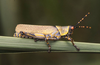 Zonocerus elegans elegans (Thunberg, 1815): Zonocerus elegans. (Otu).