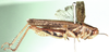 Digrammacris distinguendus (Stål, 1861): as Catantops coerulescens. male, lateral view. (Otu).