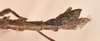 CollectionObject 1559808; 8ce20cec-1e71-4d3a-950d-252cb855b0d4: copyright OUMNH. female: end of abdomen, lateral view of Phasma (Acanthoderus) semiarmata (holotype). (CollectionObject).