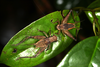 Lebinthus bitaeniatus Stål, 1877: male and female (Philippines, Mount Makiling, 10/11 April 2018). (Otu).