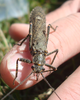 Diamphipnopsis virescentipennis (Blanchard, 1851): (Otu).