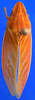 Habitus, dorsal view on Coelogypona venosella DeLong & Freytag, 1966: Male [DZRJ]: habitus, dorsal view. (Observation).