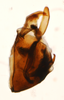 Pygofer, lateral view on Paraliburnia kilmani (Van Duzee, 1897): (Observation).