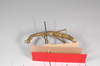 CollectionObject 1559775; 2bdc7312-b597-478a-9aa4-a29e6758e4b3: copyright MNCN, Madrid. female, ventral view (holotype). (CollectionObject).