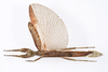 CollectionObject 1590156; 699aa1cd-42d0-458b-9b6f-03bfe16681b0: copyright Oskar Conle. female, dorsal view (paratype). (CollectionObject).;CollectionObject 1590157; 3fd27e98-576d-4f90-8350-dafc688c13bc: copyright Oskar Conle. female, dorsal view (paratype). (CollectionObject).