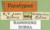 CollectionObject 1502155; e75ae488-6005-4ede-9c84-4f8a575a9ca5: labels (paralectotype). (CollectionObject).