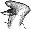 Nukuhivella agraecioides Hebard, 1933: Fig. 1; q. male, cercus to show apex and its projections, ventro-caudal view. (Otu).