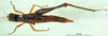 CollectionObject 1502721; e09685f0-3fa9-4887-b9b0-a9af6df91dfd: female, dorsal view (paratype). (CollectionObject).