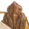 Head on Fowlerium naso (Fowler, 1904): (Observation).