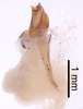 CollectionObject 1522844; a8de98c3-526b-4d44-8200-48c3a3778147: Male genitalia, lateral view (holotype). (CollectionObject).