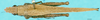 CollectionObject 1578003; 2e8a9926-3bcd-4944-b4f5-481bbf8356af: male, dorsal view. (CollectionObject).