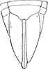 Ovipositor: Ovipositor (E. arboricola Vilbaste, 1968). (Observation).