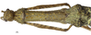 CollectionObject 1596258; 825f9f90-e348-4b8a-a1cc-9df1a3a6136e: copyright NKUM Nankai. female: head & thorax, dorsal view (holotype). (CollectionObject).