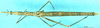 CollectionObject 1507029; dcfd9db8-0d68-4559-9d51-8edaa87668f7: female, dorsal view (holotype). (CollectionObject).