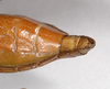 CollectionObject 1557501; 02d3ac2e-3049-401d-a564-ca8051c22800: copyright ZMB, Berlin. female: end of abdomen, ventral view (paratype). (CollectionObject).;CollectionObject 1557502; f3f883a3-bc26-4403-83fc-8358644cbae8: copyright ZMB, Berlin. female: end of abdomen, ventral view (paratype). (CollectionObject).