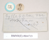 copyright Natural History Museum, London. female, data labels [round label reversed] (syntype). Depicts CollectionObject 1561332; NHMUK(SF IMPORT DUPLICATE) 844713-844715, 7a4c8842-d831-4e7f-b33f-6940b9e3ba0c, a CollectionObject.