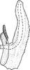 Aedeagus, lateral view: !! display not done !! on Sorhoanus orientalis (DeLong & Davidson, 1935): Aedeagus, lateral view. (Observation).