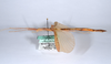 CollectionObject 1590081; 895a6d0c-875c-4869-b7ef-958a1f7a52fb: copyright MNHN, Paris. female, lateral view of Agrostia cinerea (neotype). (CollectionObject).