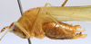 CollectionObject 1517268; 80261d55-b07d-419a-8c59-2d1a193f6886: male body, lateral view (holotype). (CollectionObject).