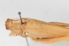 CollectionObject 1534181; de615154-af35-4605-848c-5b35b224c046: Male, dorsal view (syntype). (CollectionObject).