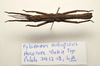 CollectionObject 1591091; a8a58bbf-8c1d-4357-a138-4d70c487ea24: copyright MBBJ Bogor. male, dorsal view (holotype). (CollectionObject).
