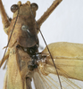 CollectionObject 1539774; 468288cf-2b50-4b67-8f4b-b3f052943afb: male pronotum dorsal (holotype). (CollectionObject).