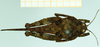 CollectionObject 1585168; eb60d7eb-7fb5-40c3-aa0a-9fc3ed24bf68: female, dorsal view. (CollectionObject).