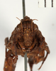 CollectionObject 1529885; d1d9ad57-c9e7-40a2-afa7-dd150744a8fb: male, frontal view (holotype). (CollectionObject).