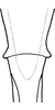 Aedeagus, ventral view: Aedeagus, dorsal view. (Observation).