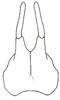 Jimenezia elegans Bolívar, 1881: male subgenital plate. (Otu).