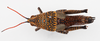 CollectionObject 1504675; f42de5c3-9e25-4862-8841-27df5bb880e4: female, dorsal view (holotype of Greyacris variolosa). (CollectionObject).