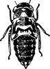 Nymph: (Observation).