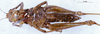 CollectionObject 1566733; ec9fee22-6bf2-4ee7-850a-908d4e0f68ce: female, ventral view (syntype). (CollectionObject).