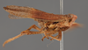 Habitus, lateral view: !! display not done !! on Cyrpoptus suavis Stål, 1862: (Observation).