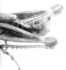 CollectionObject 1524904; 6114750a-6acc-41ef-8e05-5af017e737e2: male abdomen end, lateral view (holotype). (CollectionObject).