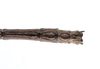 CollectionObject 1562118; e63fd785-ce1d-4a1c-a223-a7075ab3c1e4: copyright ZMUH, Hamburg. male: end of abdomen, dorsal view (syntype). (CollectionObject).